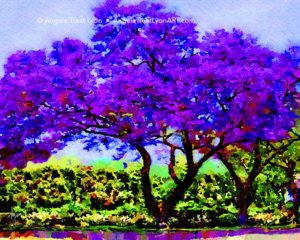 The Jacaranda Tree