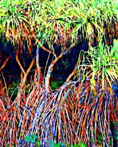 Lau Hala Forest