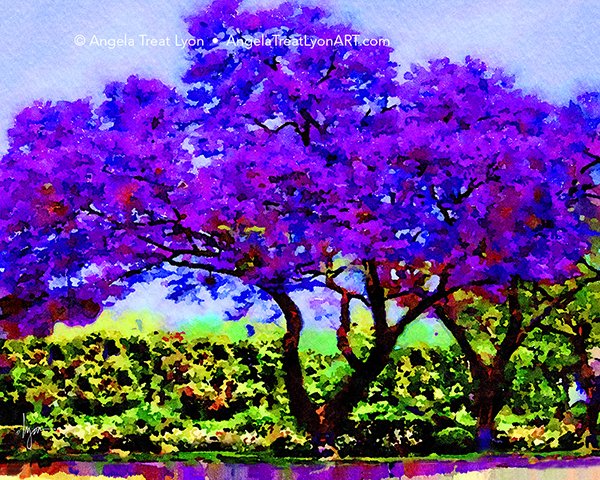 The Jacaranda Tree